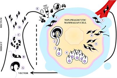 Trypanosoma cruzi, Chagas disease and cancer: putting together the pieces of a complex puzzle